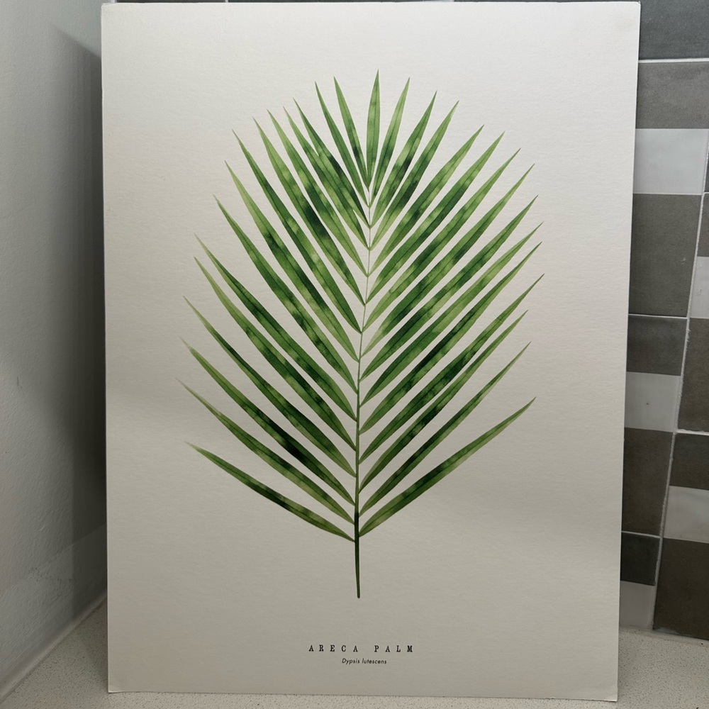 12”x16” Areca Palm Print